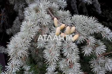 Дом по адресу Фонтанская дор. (площадь 160 м²) - Atlanta.ua - фото 52