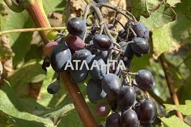 Landplot by the address st. Pobratimov (area 9 acr) - Atlanta.ua - photo 15