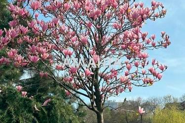 Участок по адресу Аркадиевский пер. (площадь 4 сот) - Atlanta.ua - фото 15
