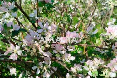 Будинок за адресою вул. 7-я лінія (площа 47,5 м²) - Atlanta.ua - фото 13