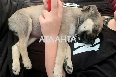 Участок по адресу ул. Рыбацкая (площадь 13,1 сот) - Atlanta.ua - фото 10