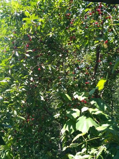 Дом по адресу Петефі Шандора пл. (площадь 70 м²) - Atlanta.ua - фото 22