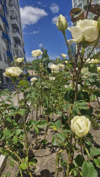 3-rooms apartment apartment by the address (area 100 m²) - Atlanta.ua - photo 43