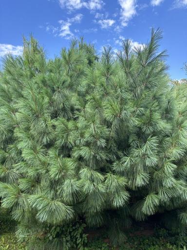 Будинок за адресою вул. Капеланська (площа 297 м²) - Atlanta.ua - фото 30