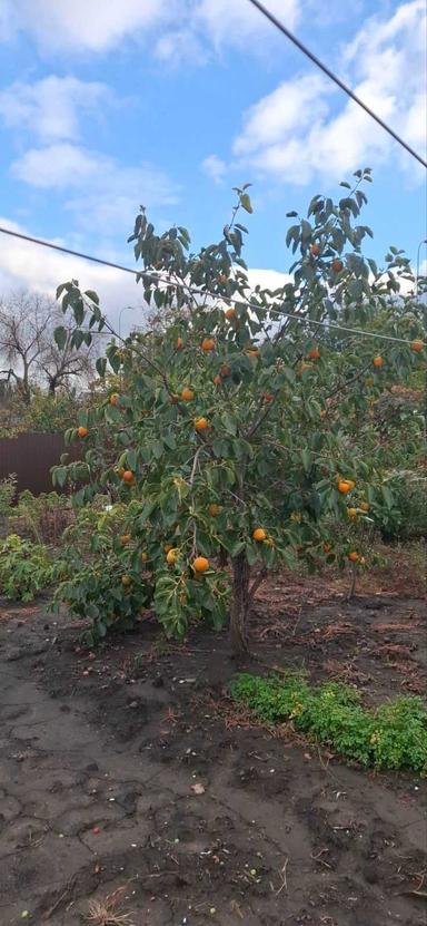 Дом по адресу ул. Бандеры Степана (площадь 130 м²) - Atlanta.ua - фото 28