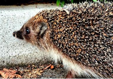 2-комнатная квартира по адресу ул. Васильковская (площадь 60 м²) - Atlanta.ua - фото 37