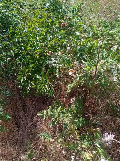 Будинок за адресою вул. Бандери Степана (площа 25 м²) - Atlanta.ua - фото 22