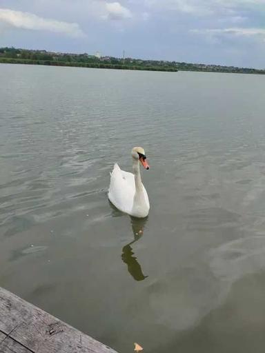 Будинок за адресою (площа 170 м²) - Atlanta.ua - фото 38