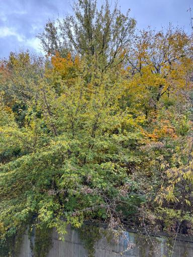 Комерційна нерухомість за адресою вул. Кожем`яцька (площа 120 м²) - Atlanta.ua - фото 45