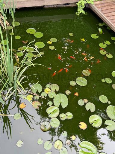 Дом по адресу Петефі Шандора пл. (площадь 400 м²) - Atlanta.ua - фото 36