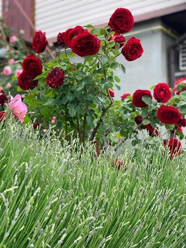 House by the address st. Lyustdorfskaya dor Chernomorskaya dor (area 98 m²) - Atlanta.ua - photo 43