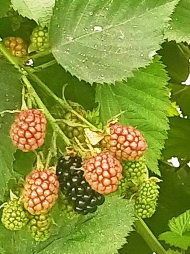 Дом по адресу Люстдорфская дор. (площадь 64,2 м²) - Atlanta.ua - фото 23