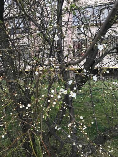 Багатокімнатна квартира за адресою (площа 94 м²) - Atlanta.ua - фото 34