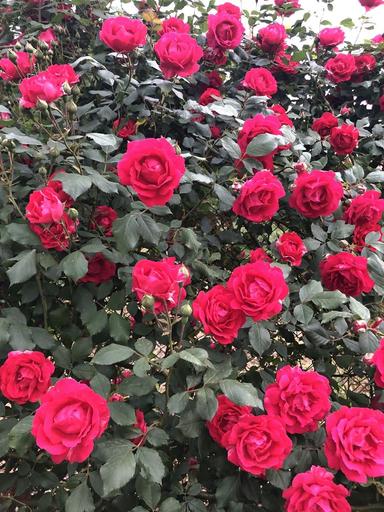 Дом по адресу ул. Хрещатинська (площадь 50 м²) - Atlanta.ua - фото 6