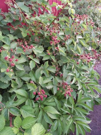 Дом по адресу (площадь 273,8 м²) - Atlanta.ua - фото 39