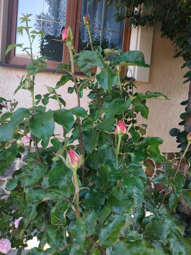 Дом по адресу (площадь 273,8 м²) - Atlanta.ua - фото 27