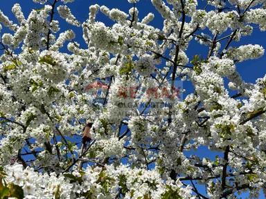 Будинок за адресою (площа 266 м²) - Atlanta.ua - фото 70