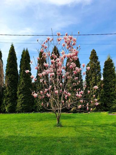 Дом по адресу (площадь 170 м²) - Atlanta.ua - фото 37