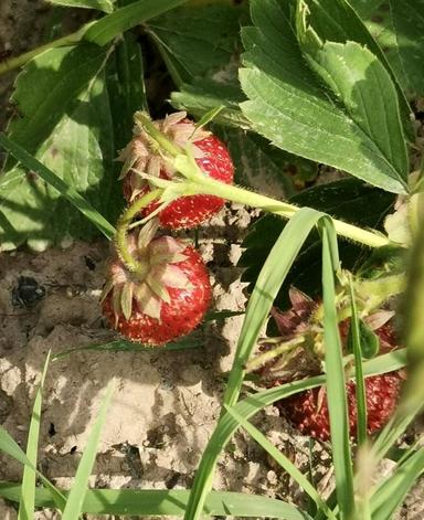 House by the address st. Borispoltsya Platona (area 36 m²) - Atlanta.ua - photo 18