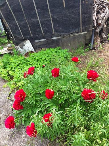 Дом по адресу ул. Рокосовского (площадь 64 м²) - Atlanta.ua - фото 19