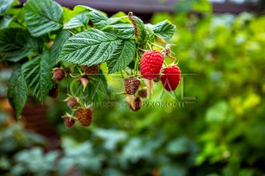 Дом по адресу (площадь 500 м²) - Atlanta.ua - фото 153