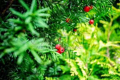 Дом по адресу (площадь 500 м²) - Atlanta.ua - фото 155