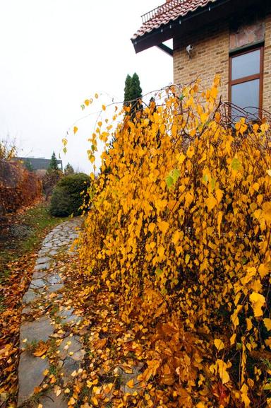 House by the address (area 371 m²) - Atlanta.ua - photo 59