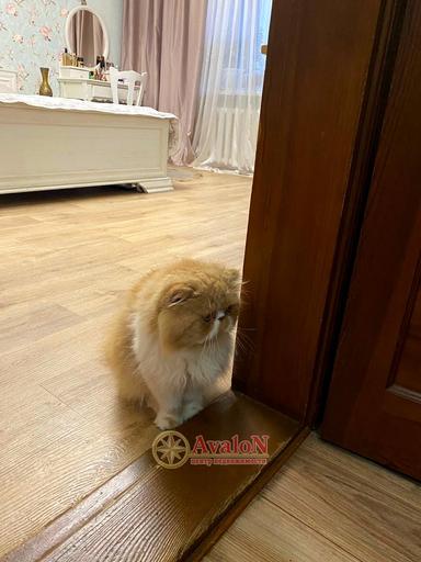 3-rooms apartment apartment by the address (area 72 m²) - Atlanta.ua - photo 55