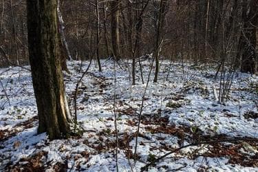 Участок по адресу Замарстыновская ул. (площадь 7 сот) - imageAlt 14 Участок по адресу Замарстыновская ул. (площадь 7 сот) - Atlanta.ua - imageAlt 14