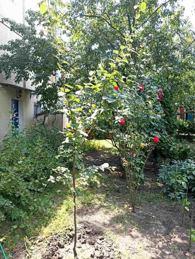Дом по адресу ул. Одесская (площадь 260 м²) - фото 87 Дом по адресу ул. Одесская (площадь 260 м²) - Atlanta.ua - фото 87